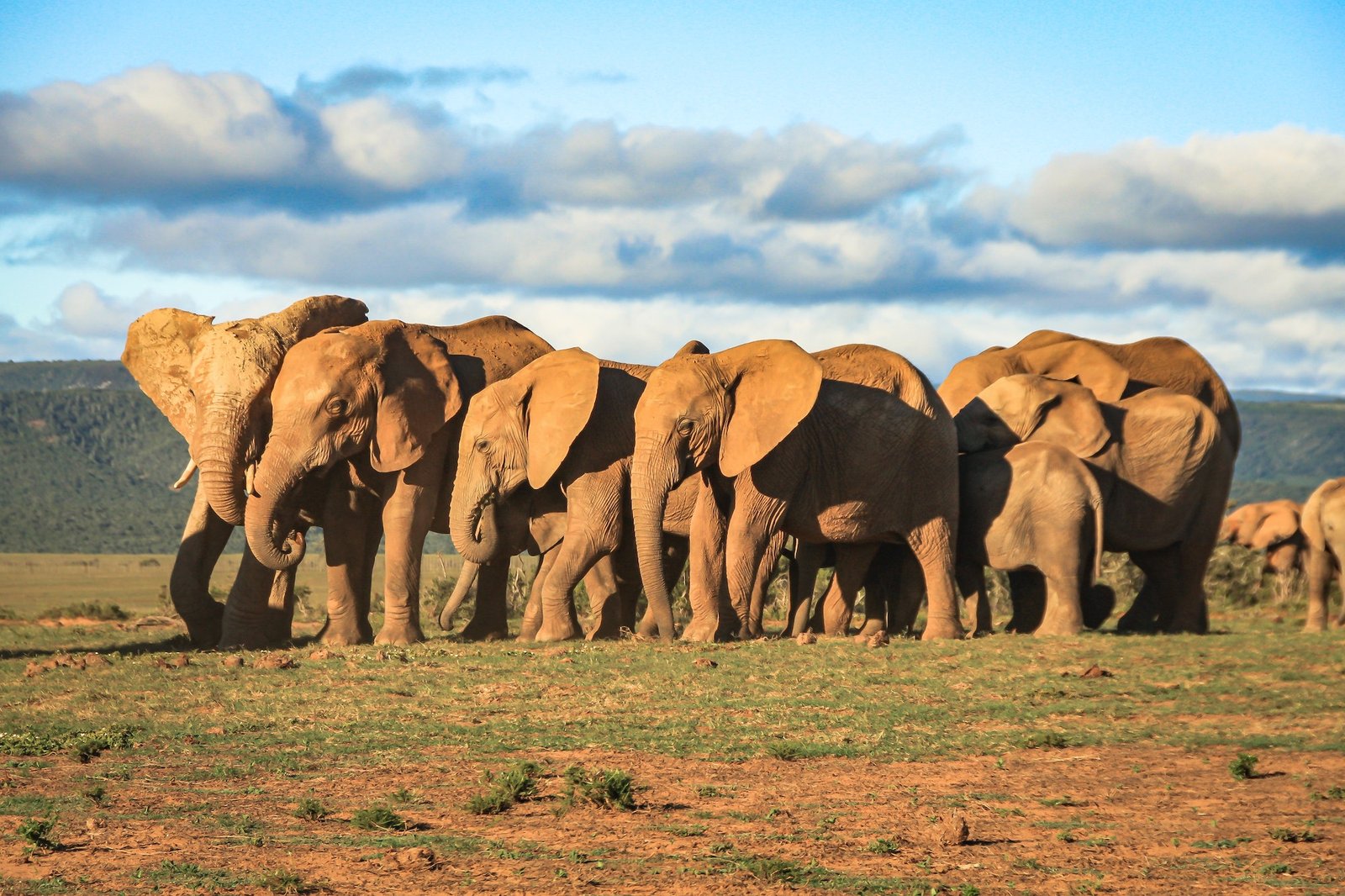 Herd of elephants at Addo park in south africa
